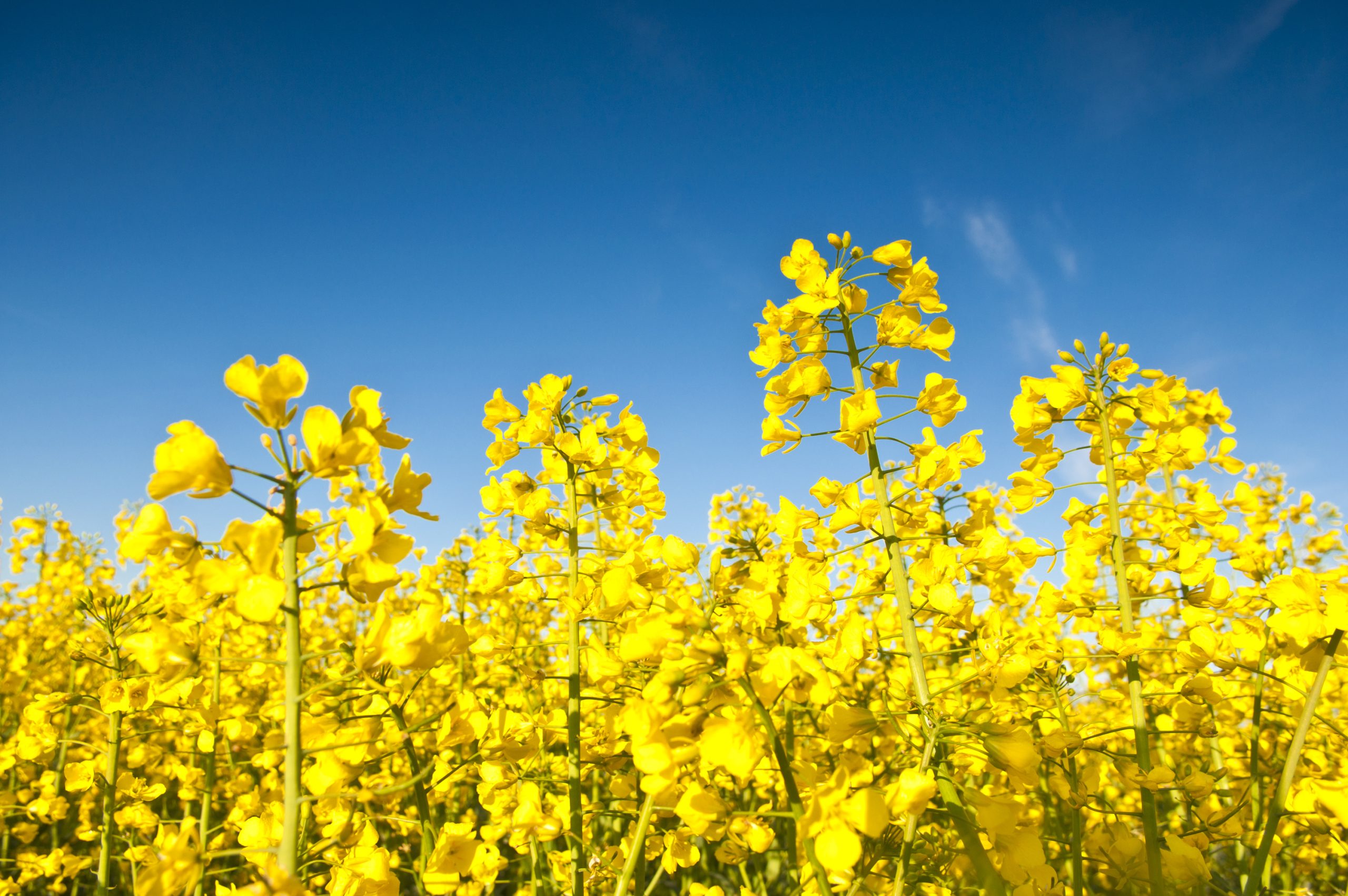 Oilseed Rape, Canola, Biodiesel Crop